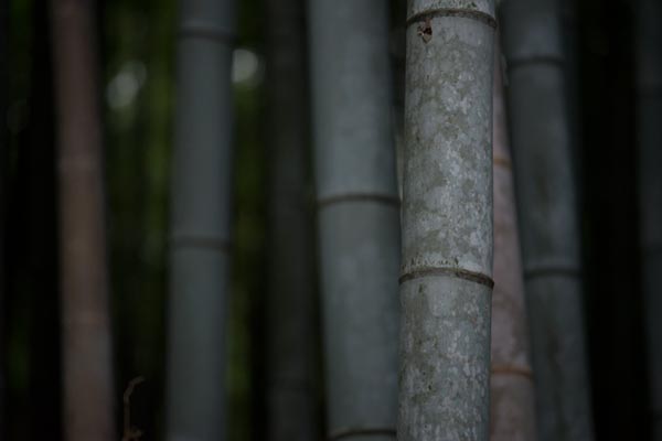 Sustainable Bamboo