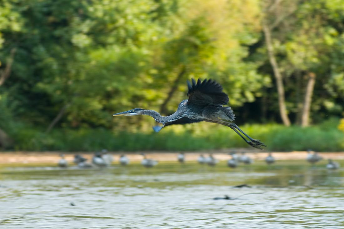 blue-heron