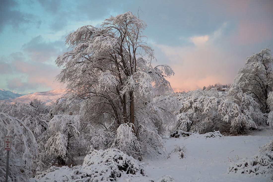 Frosting-of-Snow