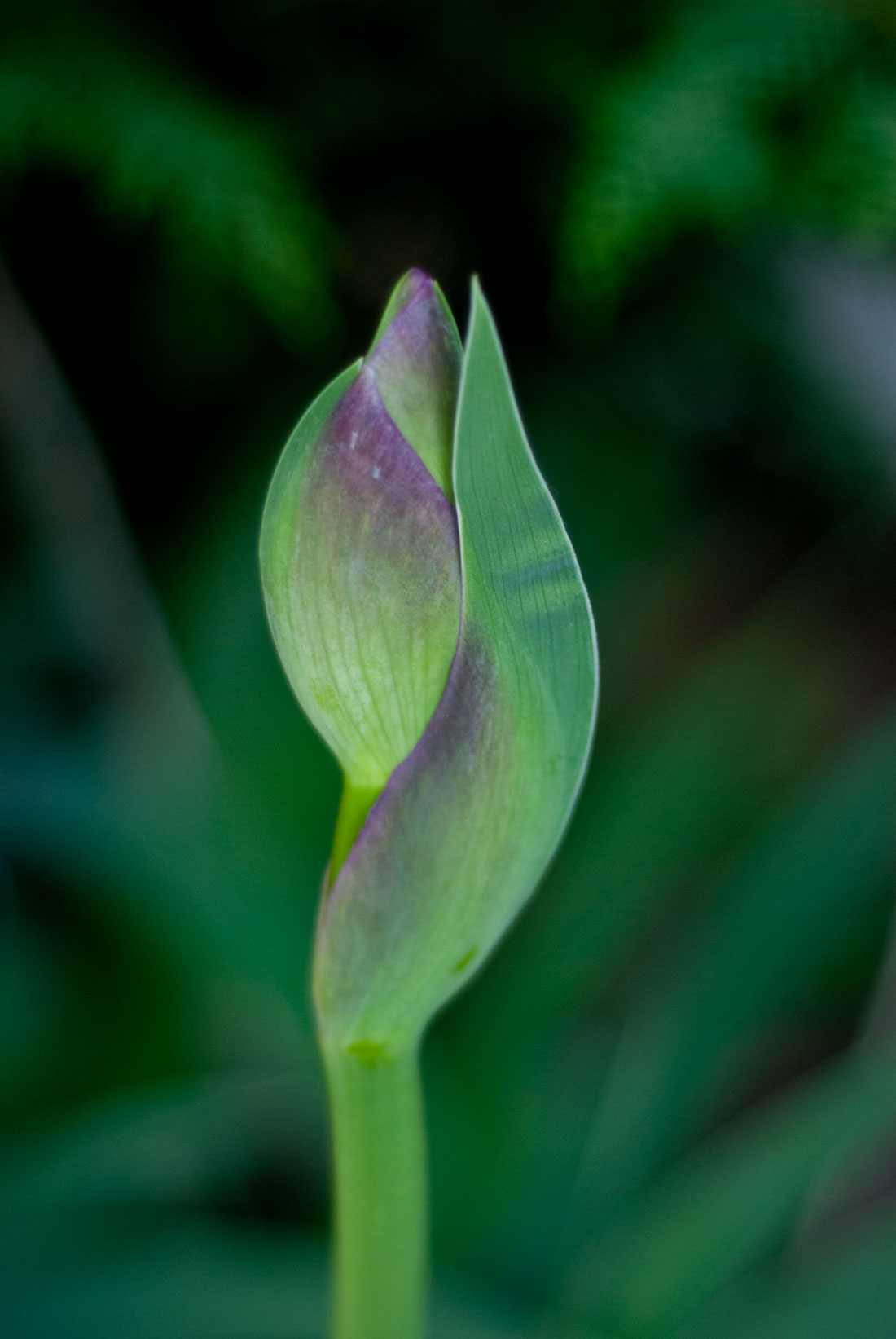 unopened-flower