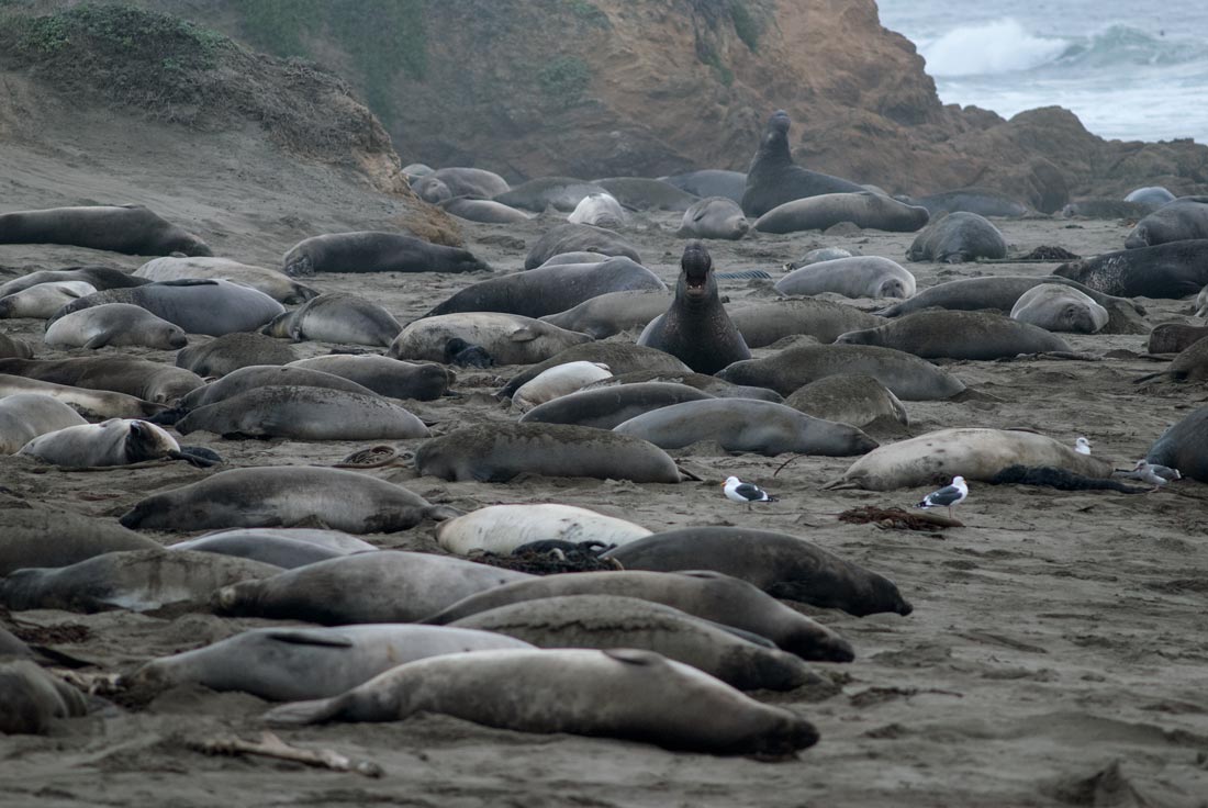 Harbor Seals At Pescadero State Beach