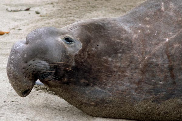 California’s Sea Monsters