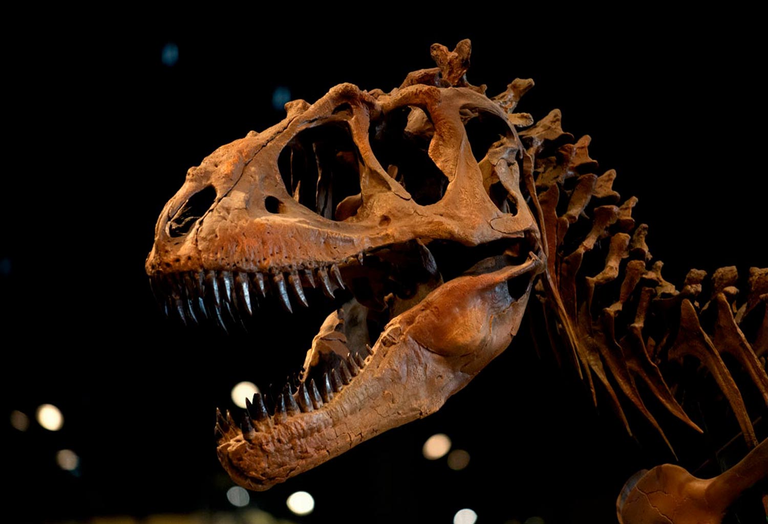 Individual Dinosaur Bones from 5 Species From Utah & Montana • 5 Bones Total 