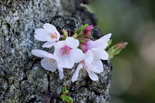 Japan’s Poignant Cherry Blossom Season