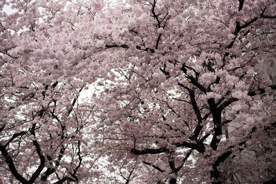 The Very Short, Symbolic Life of the Cherry Blossom