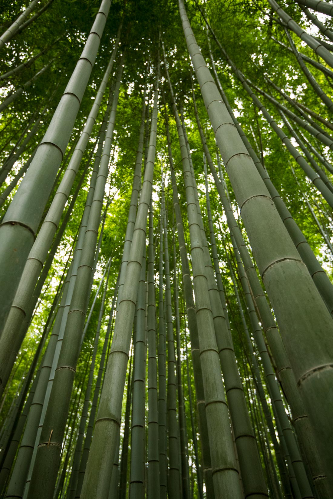 Bamboo - A Sustainable, Biodegradable Alternative