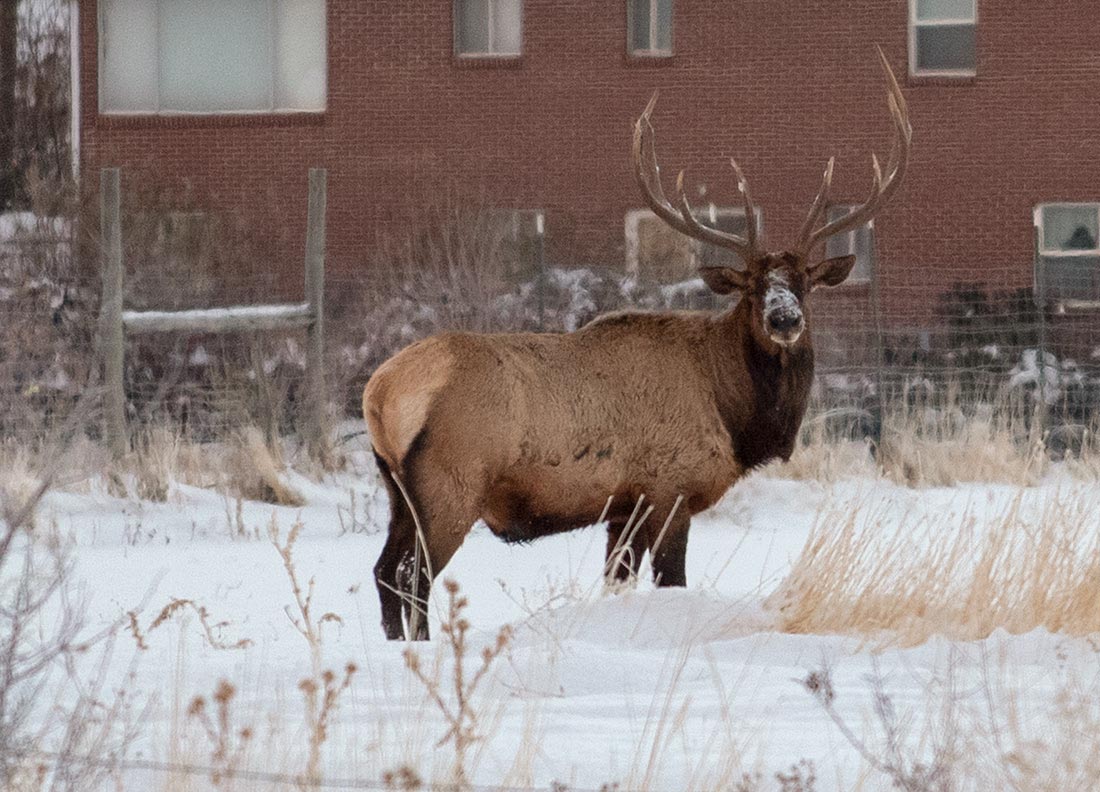 Reindeer-sighting?