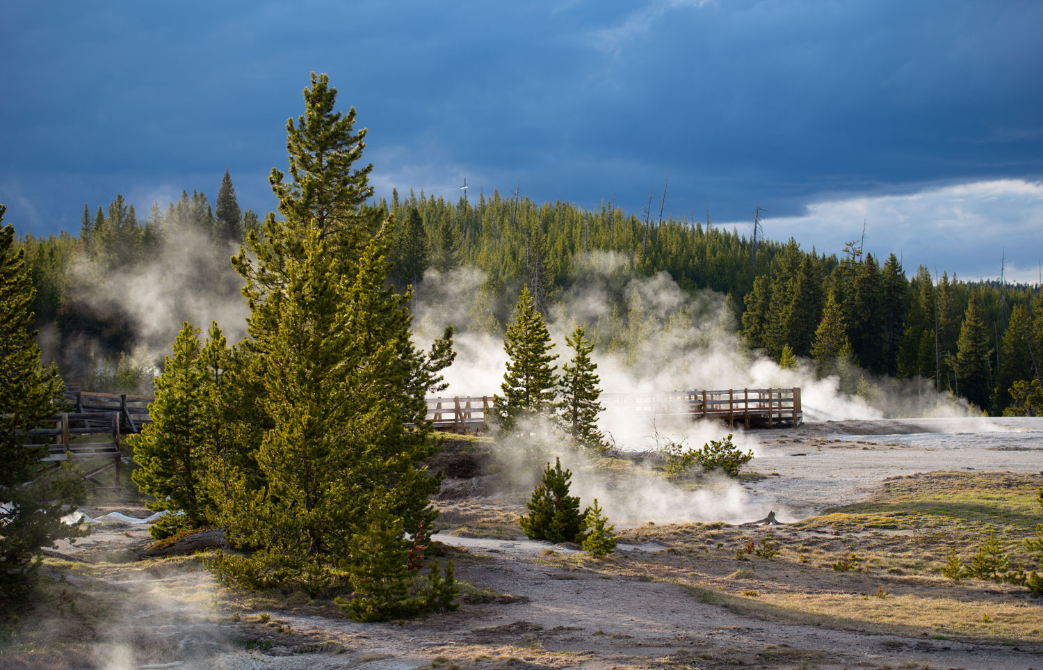 Yellowstone Roars Back To Life