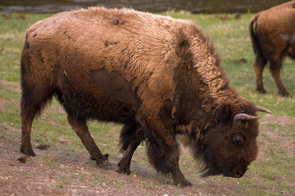 Yellowstone Roars Back To Life